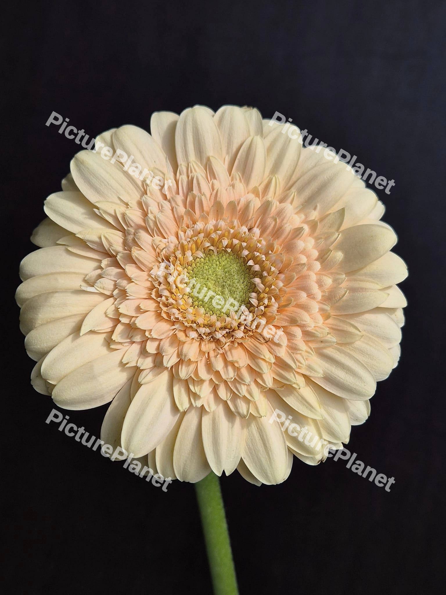 Salmon Gerbera Flower
